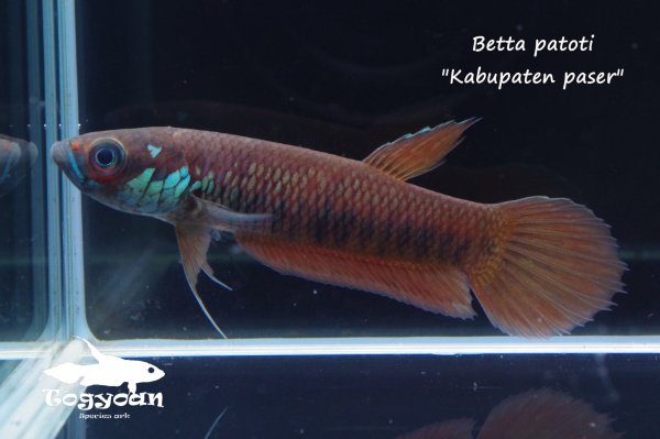 画像1: ベタ パトティ (Betta patoti)   "Kabupaten paser" WC pr　【個体指定No.56】 (1)