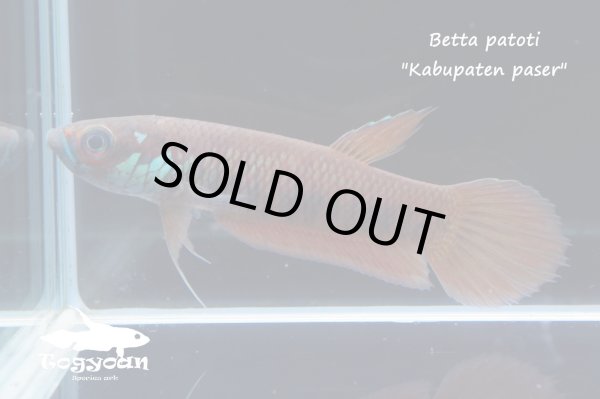 画像1: ベタ パトティ (Betta patoti)   "Kabupaten paser" WC pr　【個体指定No.56】 (1)