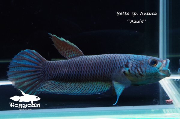 画像1: ベタ sp. Antuta "Azule" WC pr 【個体指定No.57】 (1)