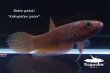 画像4: ベタ パトティ (Betta patoti)   "Kabupaten paser" WC pr　【個体指定No.56】 (4)