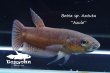 画像7: ベタ sp. Antuta "Azule" WC pr 【個体指定No.57】 (7)
