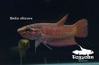 画像6: ベタ・オブスクラ (Betta obscura) WC pr 【個体指定No.58】 (6)