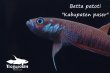 画像3: ベタ パトティ (Betta patoti)   "Kabupaten paser" WC pr　【個体指定No.56】 (3)
