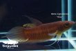 画像3: ベタ ヒポシデロス (Betta hipposideros) "Riau" WC pr 【個体指定No.62】 (3)