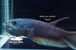 画像5: ベタ sp. Antuta "Azule" ショートボディ WC pr 【個体指定No.60】 (5)
