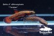 画像1: ベタ cf. アルビマルギナータ (Betta cf. albimarginata) "Tarakan" WC pr 【個体指定No.61】 (1)
