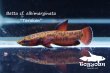 画像3: ベタ cf. アルビマルギナータ (Betta cf. albimarginata) "Tarakan" WC pr 【個体指定No.61】 (3)
