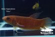画像4: ベタ ヒポシデロス (Betta hipposideros) "Riau" WC pr 【個体指定No.62】 (4)