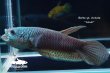 画像2: ベタ sp. Antuta "Azule" ショートボディ WC pr 【個体指定No.60】 (2)