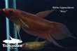 画像2: ベタ ヒポシデロス (Betta hipposideros) "Riau" WC pr 【個体指定No.62】 (2)