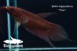 画像1: ベタ ヒポシデロス (Betta hipposideros) "Riau" WC pr 【個体指定No.62】 (1)