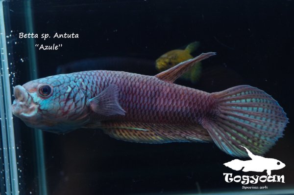 画像1: ベタ sp. Antuta "Azule" ショートボディ WC pr 【個体指定No.60】 (1)