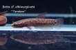 画像4: ベタ cf. アルビマルギナータ (Betta cf. albimarginata) "Tarakan" WC pr 【個体指定No.61】 (4)