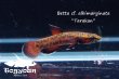 画像2: ベタ cf. アルビマルギナータ (Betta cf. albimarginata) "Tarakan" WC pr 【個体指定No.61】 (2)