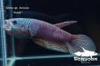 画像3: ベタ sp. Antuta "Azule" ショートボディ WC pr 【個体指定No.60】 (3)