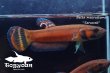 画像3: ベタ・マクロストマ  (Betta macrostoma) "Sarawak" CB pr 【個体指定No.65】 (3)