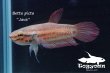 画像2: ベタ・ピクタ (Betta picta) "Java" WC pr 【個体指定No.66】 (2)