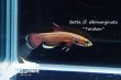 画像2: ベタ cf. アルビマルギナータ (Betta cf. albimarginata) "Tarakan" WC pr 【個体指定No.63】 (2)