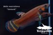 画像1: ベタ・マクロストマ  (Betta macrostoma) "Sarawak" CB pr 【個体指定No.65】 (1)