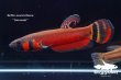 画像4: ベタ・マクロストマ  (Betta macrostoma) "Sarawak" CB pr 【個体指定No.64】 (4)