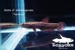 画像3: ベタ cf. アルビマルギナータ (Betta cf. albimarginata) "Tarakan" WC pr 【個体指定No.63】 (3)