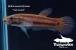 画像5: ベタ・マクロストマ  (Betta macrostoma) "Sarawak" CB pr 【個体指定No.65】 (5)