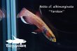 画像1: ベタ cf. アルビマルギナータ (Betta cf. albimarginata) "Tarakan" WC pr 【個体指定No.63】 (1)