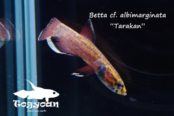 画像1: ベタ cf. アルビマルギナータ (Betta cf. albimarginata) "Tarakan" WC pr 【個体指定No.63】 (1)