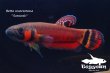 画像3: ベタ・マクロストマ  (Betta macrostoma) "Sarawak" CB pr 【個体指定No.64】 (3)