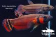 画像1: ベタ・マクロストマ  (Betta macrostoma) "Sarawak" CB pr 【個体指定No.64】 (1)