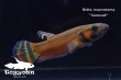 画像2: ベタ・マクロストマ  (Betta macrostoma) "Sarawak" CB pr 【個体指定No.65】 (2)