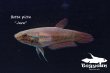 画像4: ベタ・ピクタ (Betta picta) "Java" WC pr 【個体指定No.66】 (4)