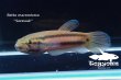 画像6: ベタ・マクロストマ  (Betta macrostoma) "Sarawak" CB pr 【個体指定No.64】 (6)