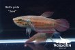 画像1: ベタ・ピクタ (Betta picta) "Java" WC pr 【個体指定No.66】 (1)