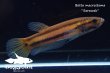画像4: ベタ・マクロストマ  (Betta macrostoma) "Sarawak" CB pr 【個体指定No.65】 (4)