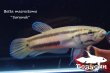 画像5: ベタ・マクロストマ  (Betta macrostoma) "Sarawak" CB pr 【個体指定No.64】 (5)