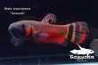画像2: ベタ・マクロストマ  (Betta macrostoma) "Sarawak" CB pr 【個体指定No.64】 (2)