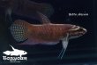 画像1: ベタ・オブスクラ (Betta obscura) WC pr 【個体指定No.67】 (1)