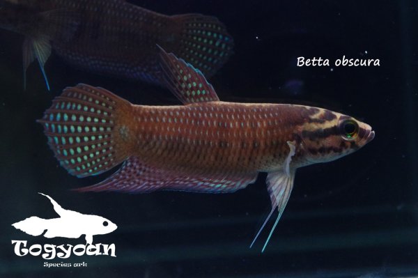 画像1: ベタ・オブスクラ (Betta obscura) WC pr 【個体指定No.67】 (1)
