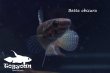 画像6: ベタ・オブスクラ (Betta obscura) WC pr 【個体指定No.67】 (6)