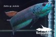 画像2: ベタ sp. Antuta "Azule" WC pr 【個体指定No.69】 (2)