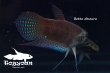 画像3: ベタ・オブスクラ (Betta obscura) WC pr 【個体指定No.67】 (3)