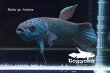 画像6: ベタ sp. Antuta "Azule" WC pr 【個体指定No.69】 (6)