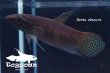 画像5: ベタ・オブスクラ (Betta obscura) WC pr 【個体指定No.67】 (5)