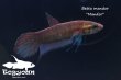 画像2: ベタ・マンドール (Betta mandor) "Mandor" WC pr 【個体指定No.68】 (2)