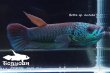 画像1: ベタ sp. Antuta "Azule" WC pr 【個体指定No.69】 (1)