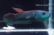 画像4: ベタ sp. Antuta "Azule" WC pr 【個体指定No.69】 (4)