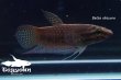 画像2: ベタ・オブスクラ (Betta obscura) WC pr 【個体指定No.67】 (2)