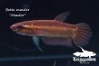 画像5: ベタ・マンドール (Betta mandor) "Mandor" WC pr 【個体指定No.68】 (5)