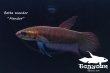 画像3: ベタ・マンドール (Betta mandor) "Mandor" WC pr 【個体指定No.68】 (3)